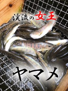 ヤマメ